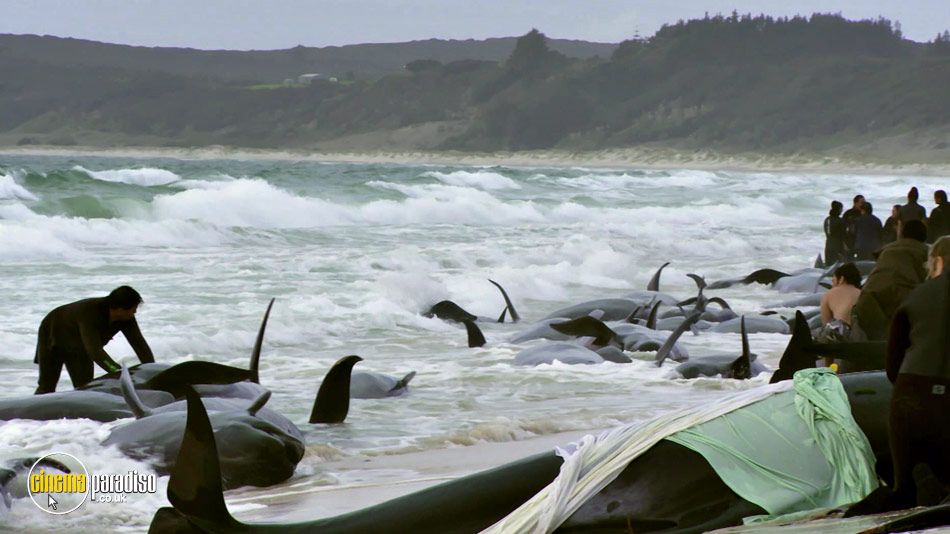 Blackfish online DVD rental