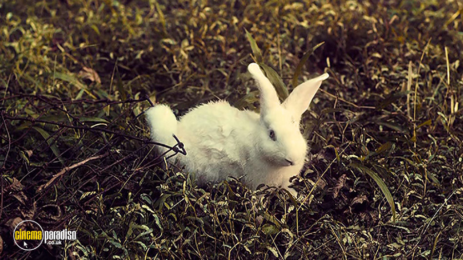 White Rabbit online DVD rental