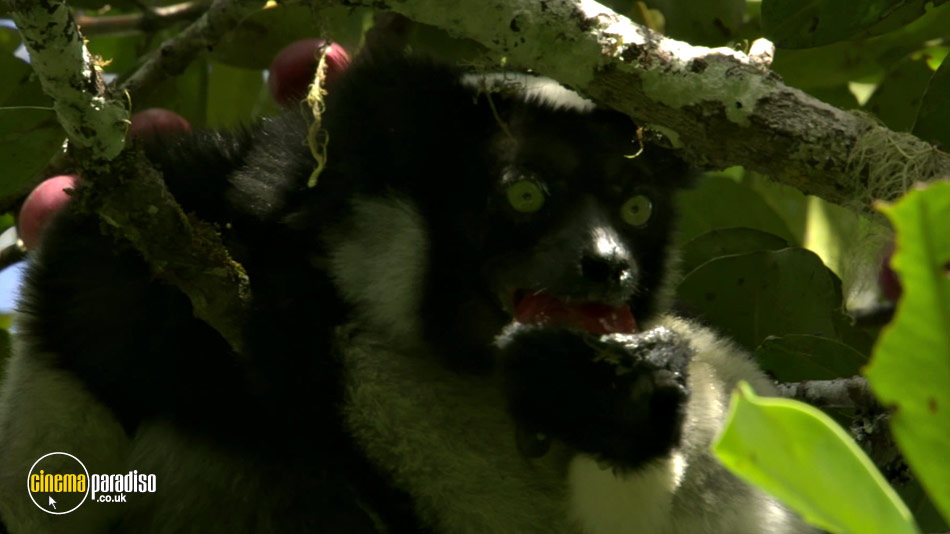 Madagascar online DVD rental