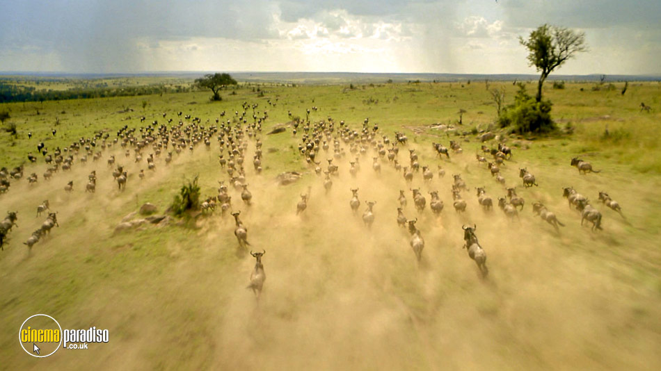 Africa: The Serengeti online DVD rental