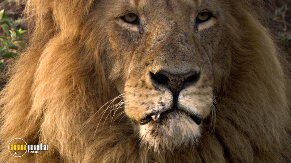 African Cats online DVD rental