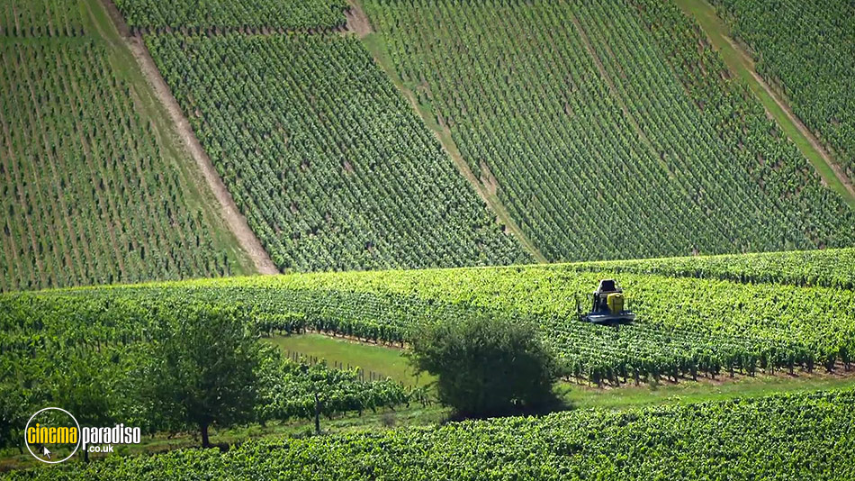 Somm: Into the Bottle online DVD rental