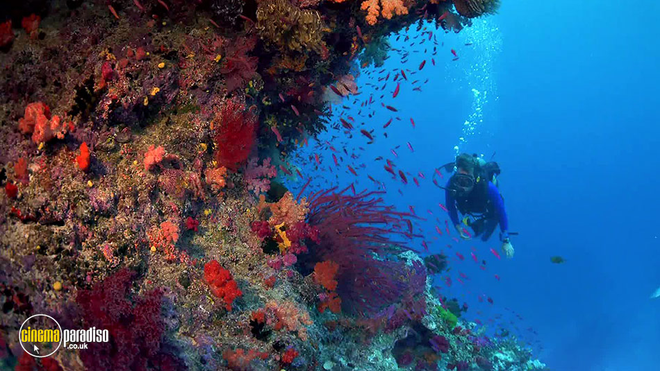 Coral Reef Adventure online DVD rental