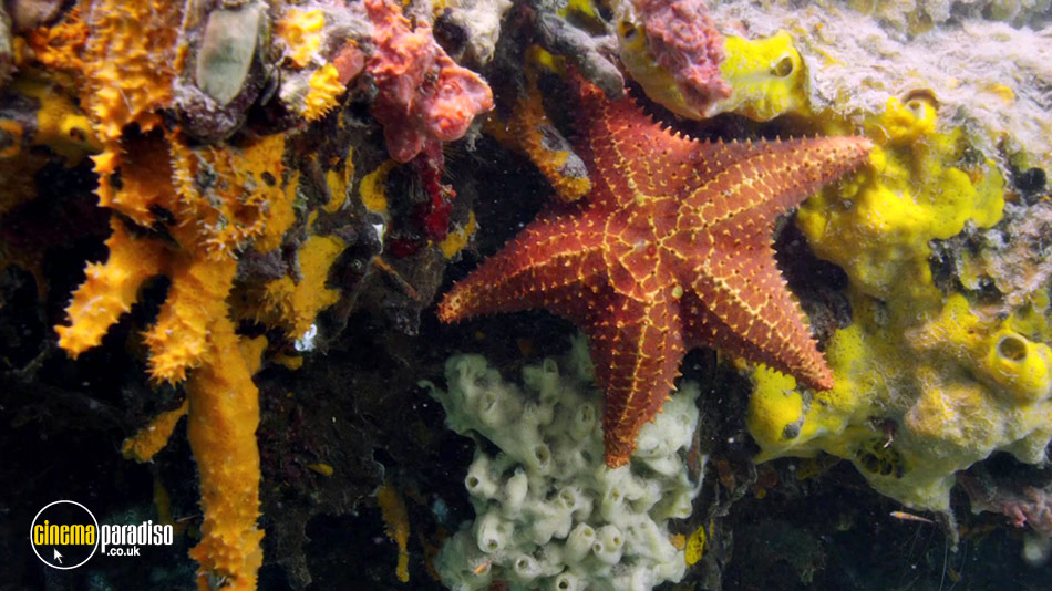 Atlantic: The Wildest Ocean on Earth online DVD rental