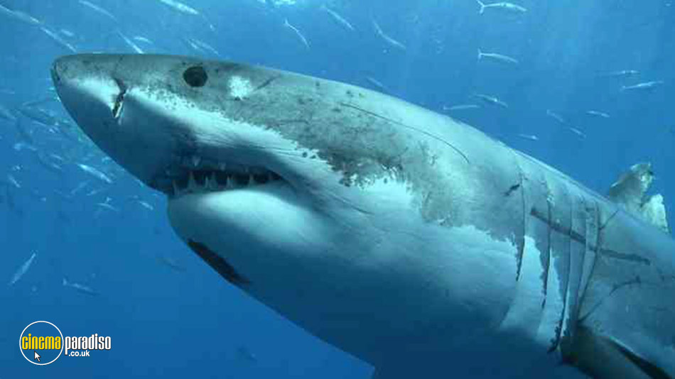 Shark online DVD rental
