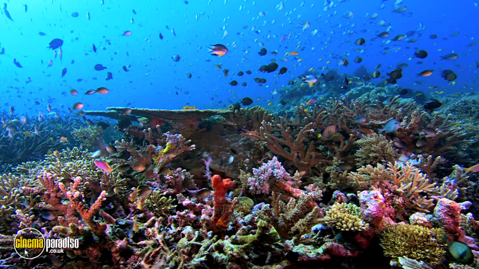 Planet Ocean online DVD rental