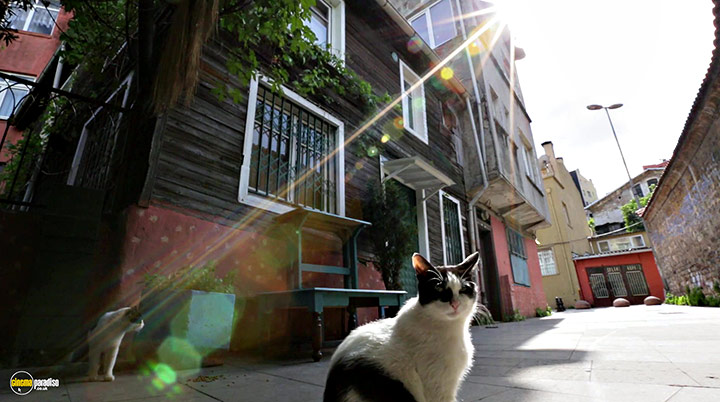 A still #6 from Kedi (2016)