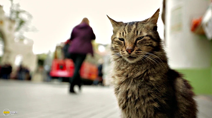 A still #7 from Kedi (2016)