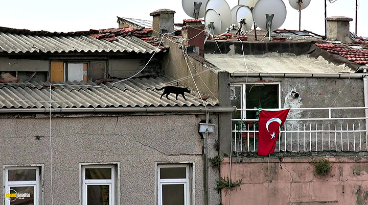 A still #10 from Kedi (2016)