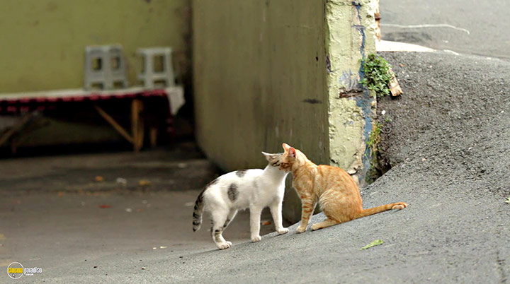 A still #12 from Kedi (2016)
