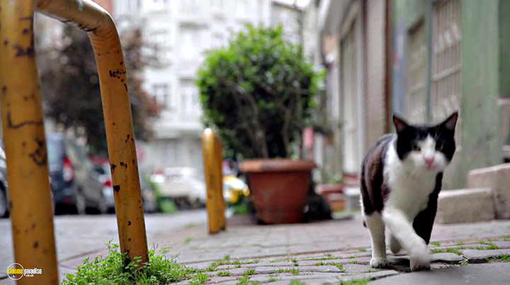 A still #13 from Kedi (2016)