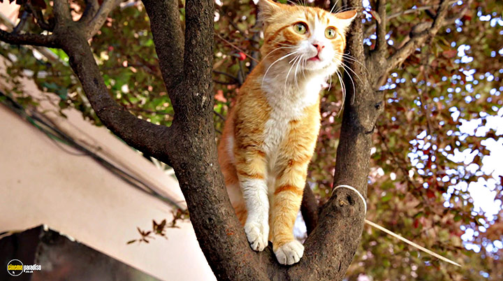 A still #15 from Kedi (2016)