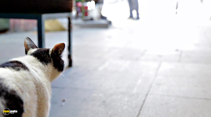 A still #16 from Kedi (2016)