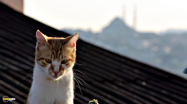 A still #19 from Kedi (2016)