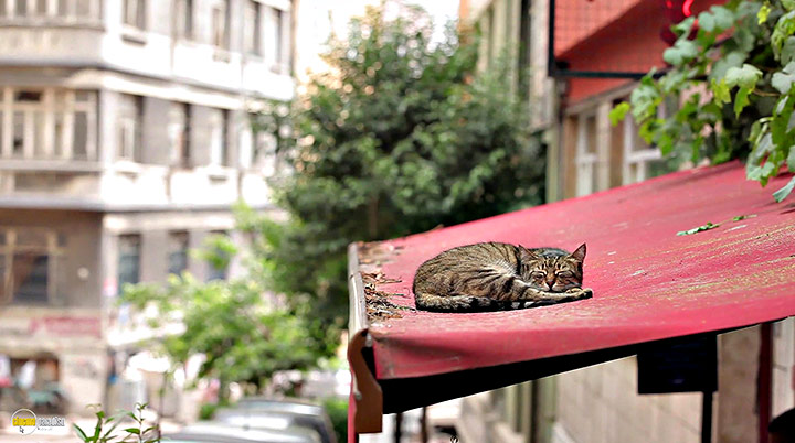 A still #20 from Kedi (2016)