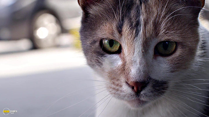 A still #21 from Kedi (2016)