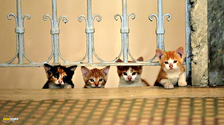 A still #22 from Kedi (2016)