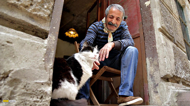 A still #1 from Kedi (2016)