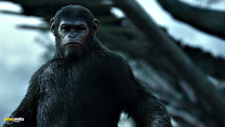 A still #1 from Dawn of the Planet of the Apes (2014)
