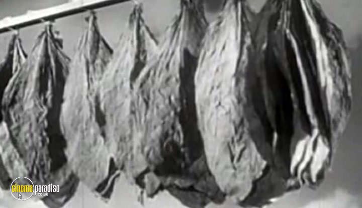 A still #4 from History of Advertising: General 1930 to 1950 (2005)