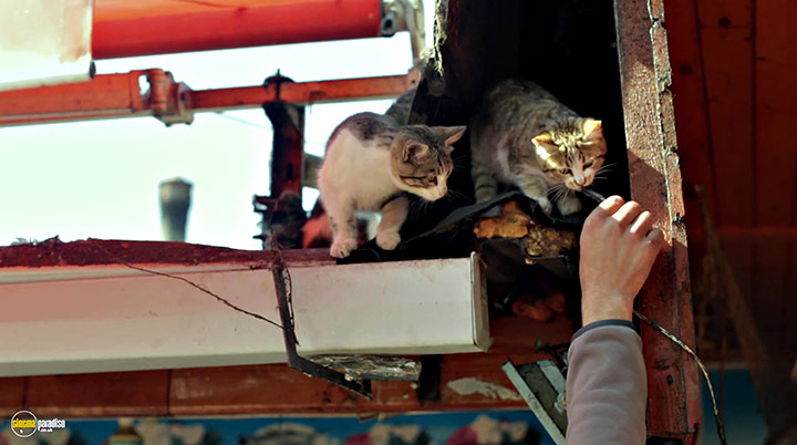 A still #2 from Kedi (2016)