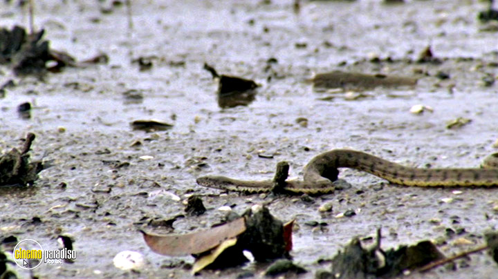 A still #2 from Life in Cold Blood: Series (2008)
