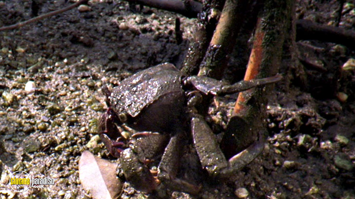 A still #14 from Life in Cold Blood: Series (2008)
