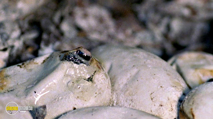 A still #18 from Life in Cold Blood: Series (2008)