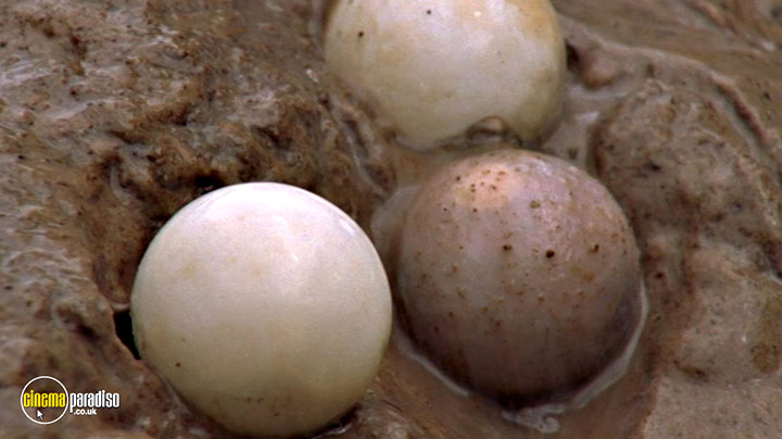 A still #28 from Life in Cold Blood: Series (2008)