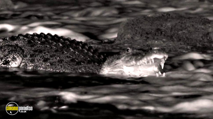 A still #33 from Life in Cold Blood: Series (2008)