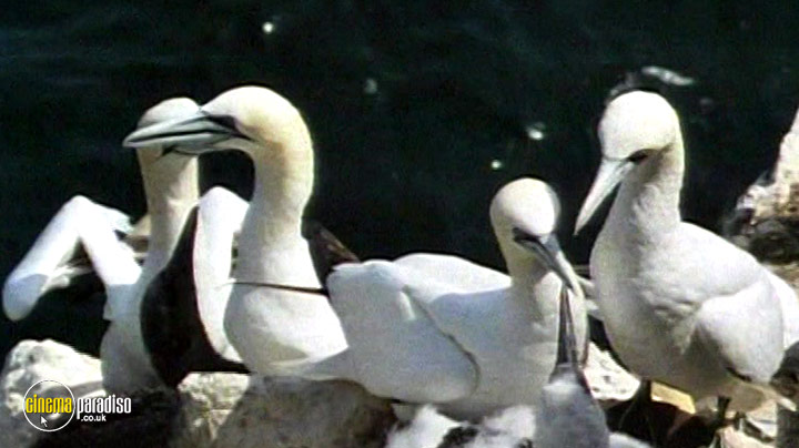 A still #3 from British Birds and Birdlife (2006)