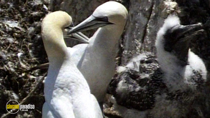 A still #2 from British Birds and Birdlife (2006)