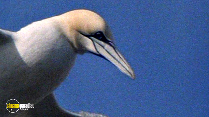 A still #1 from British Birds and Birdlife (2006)