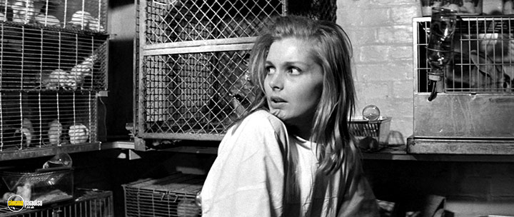A still #8 from Bunny Lake Is Missing (1965)