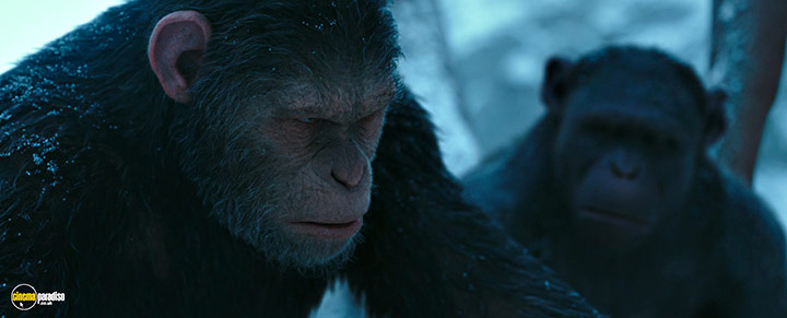 A still #35 from War for the Planet of the Apes (2017)