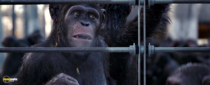 A still #22 from War for the Planet of the Apes (2017)