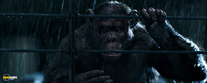 A still #21 from War for the Planet of the Apes (2017)
