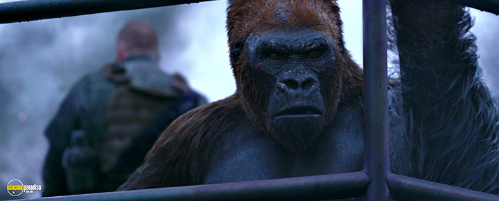 A still #18 from War for the Planet of the Apes (2017)