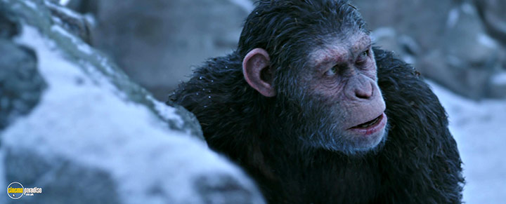 A still #17 from War for the Planet of the Apes (2017)