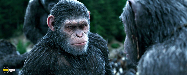 A still #11 from War for the Planet of the Apes (2017)
