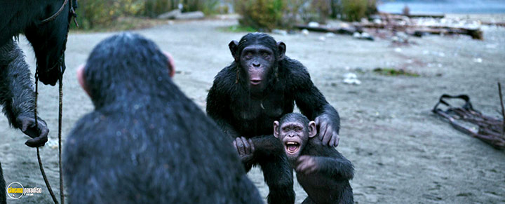 A still #10 from War for the Planet of the Apes (2017)