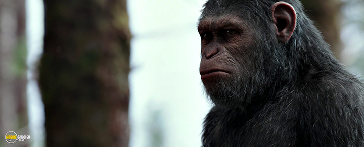 A still #9 from War for the Planet of the Apes (2017)