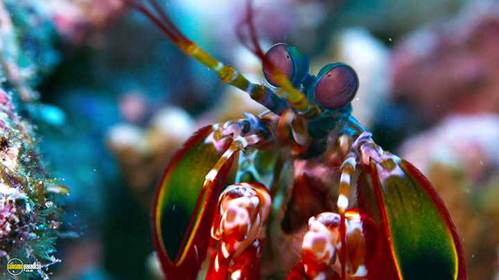 A still #35 from Blue Planet 2 (2017)