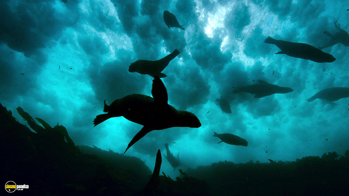 A still #46 from Blue Planet 2 (2017)