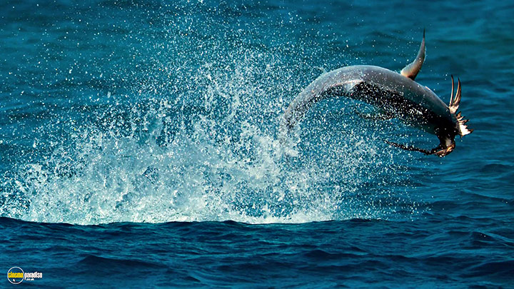 A still #20 from Blue Planet 2 (2017)