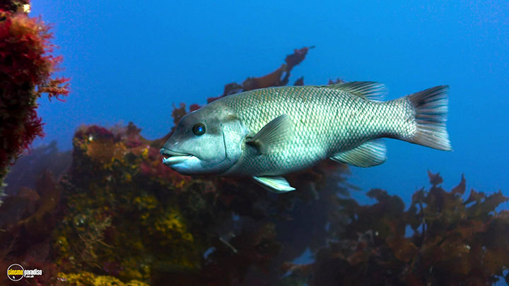 A still #33 from Blue Planet 2 (2017)
