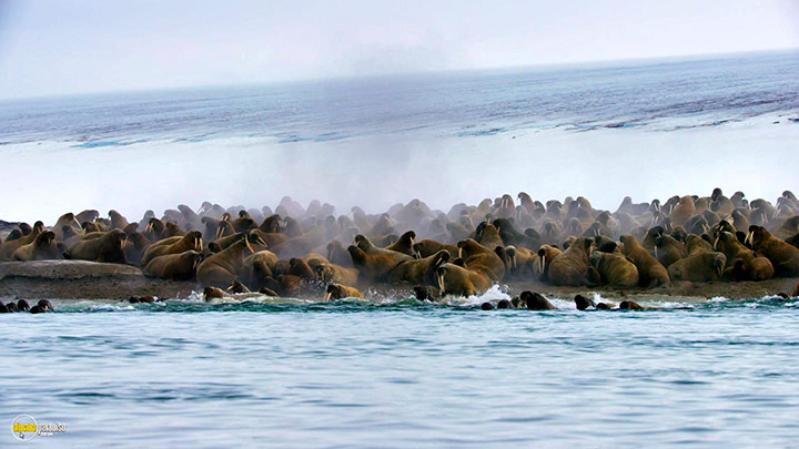 A still #27 from Blue Planet 2 (2017)