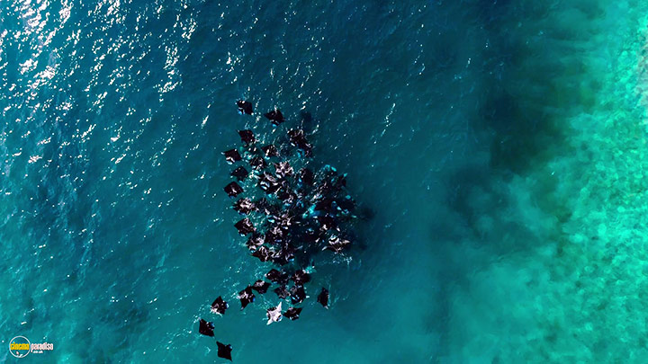 A still #29 from Blue Planet 2 (2017)
