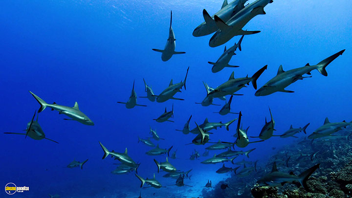 A still #48 from Blue Planet 2 (2017)