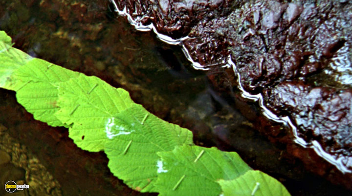 A still #15 from Rivers and Tides (2001)